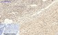 NFκB-p65 (phospho Ser529) Polyclonal Antibody